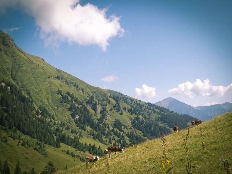 alperna badgastein löpning 7 kor