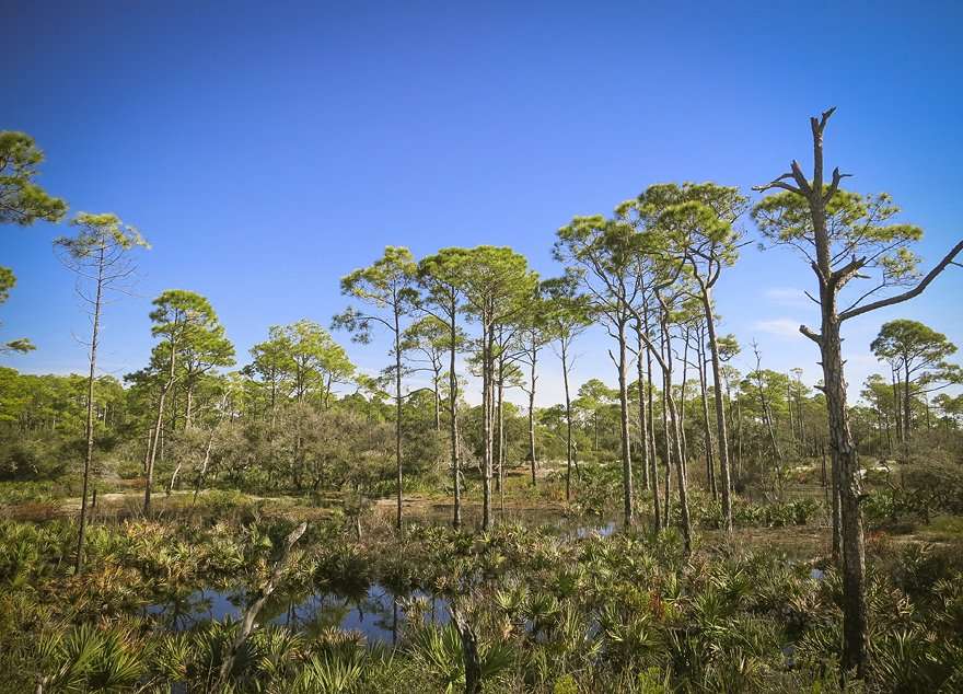 usa 208 running panama city beach state park