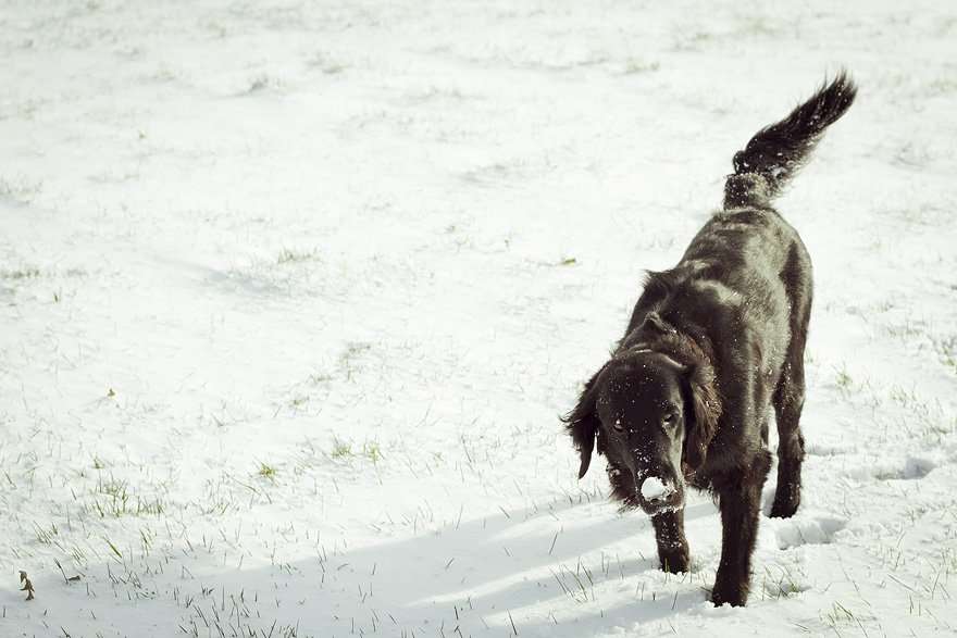 världens finaste hund