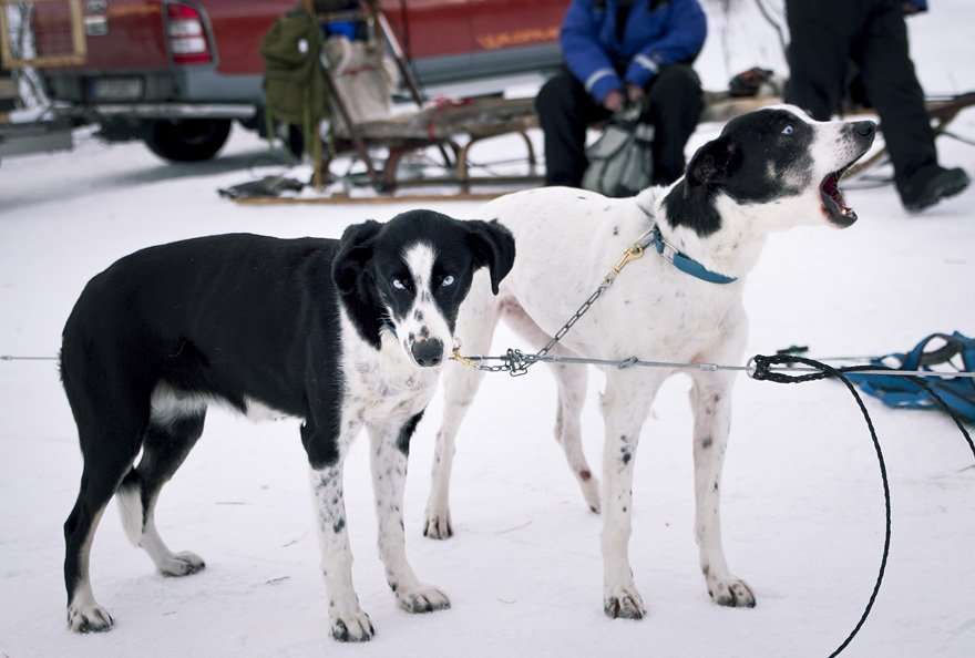 abisko dogsled träningsglädje traningsgladje.se