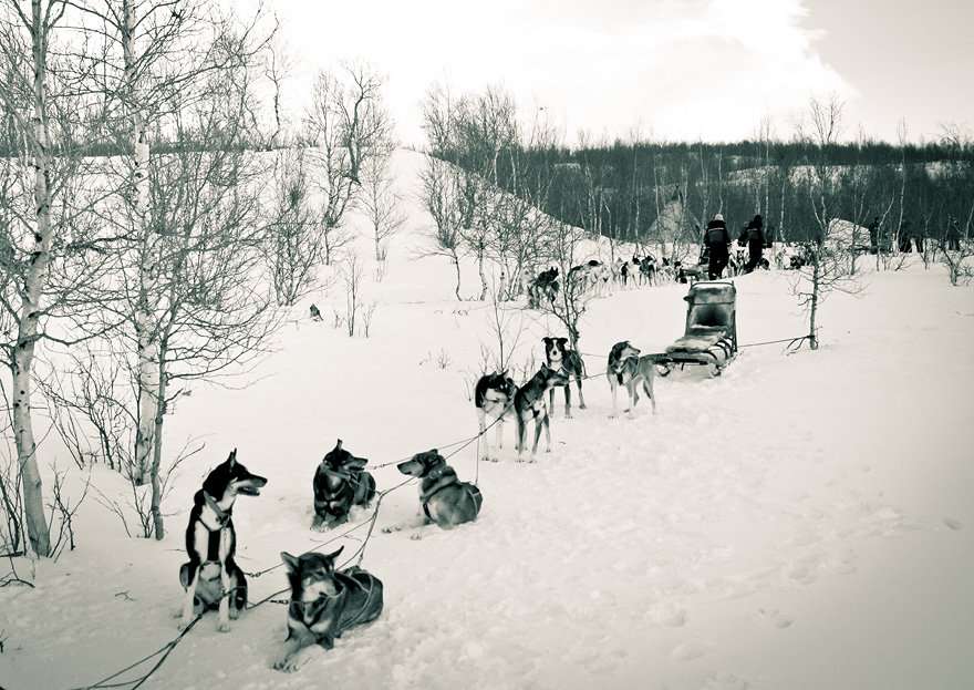 abisko dogsled träningsglädje traningsgladje.se