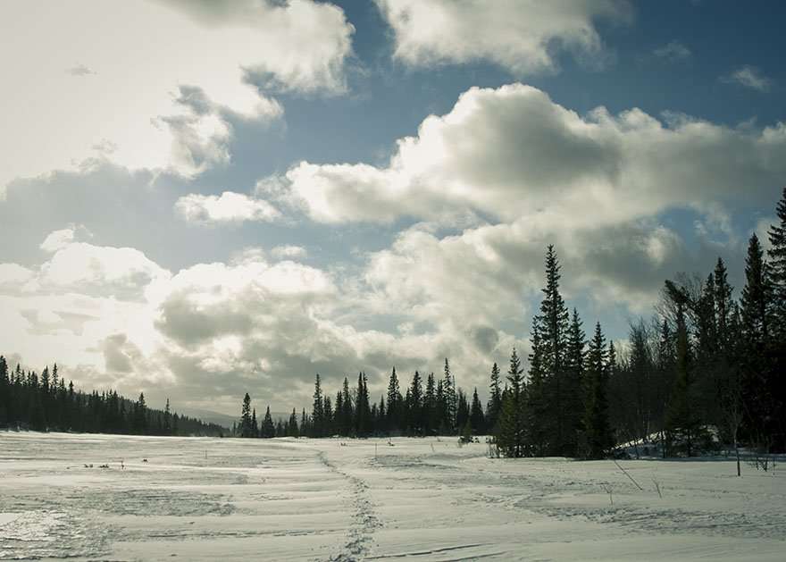 åre björnen