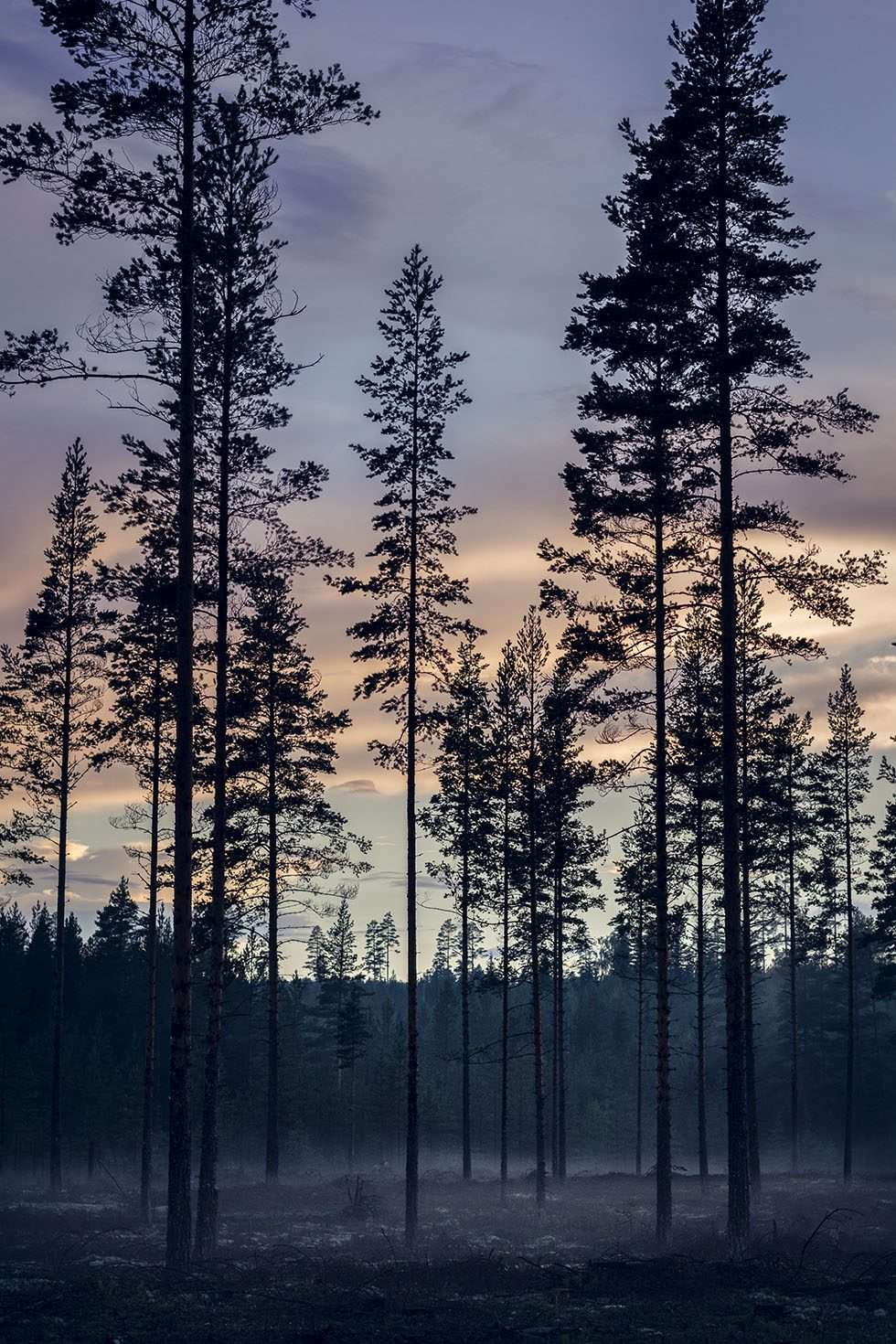 Hälsingland skog natt Los