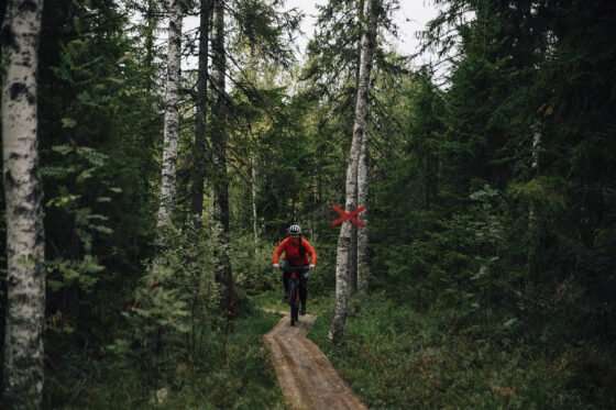 mtb-cykling i säfsen i fin skog med grön mossa